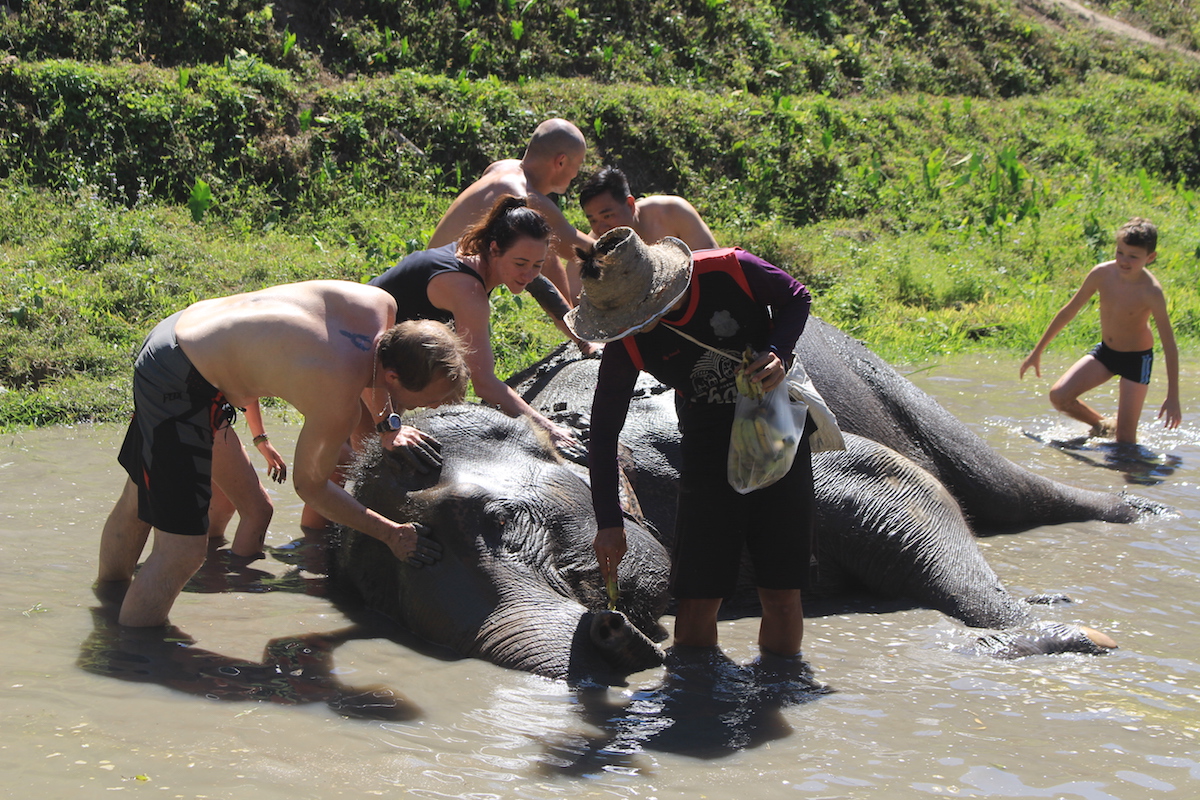 如果不想被象腳踢中，切記搓澡時，只能在大象的背上，別去前方或是後方。