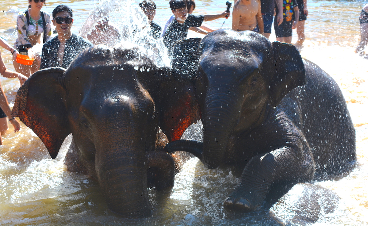 炎熱的氣候，在溪水中與大象一起潑水玩耍，心裡頓時感到清淨。