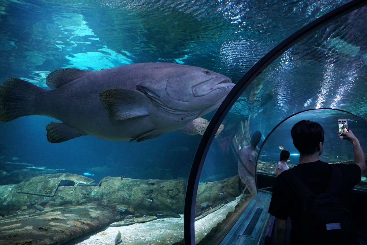 Underwater World 水族館中有2000多種魚，其中又以巨型石斑魚最為驚人，長大後會變換性別。