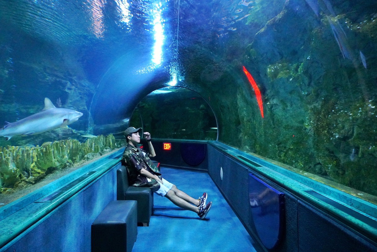 Underwater World 曾經有著全球最長海底隧道的名聲，現在雖然不是最長，卻不減它的魅力。