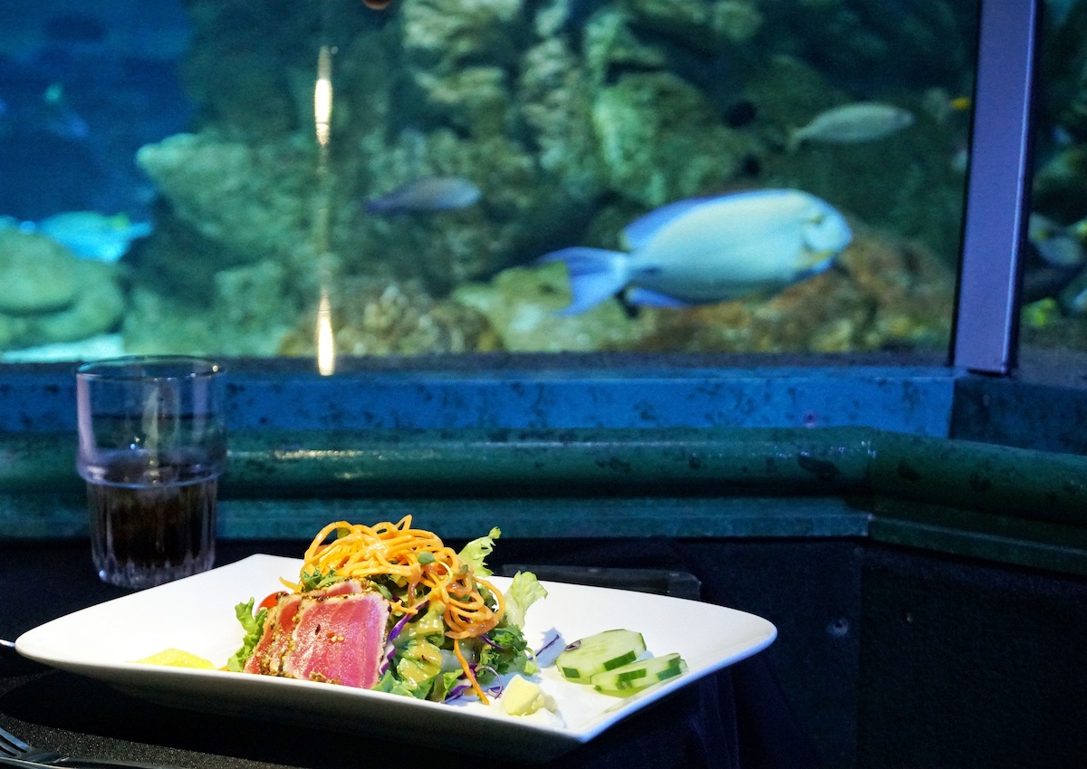 Under The Sea 用餐時記得一定要帶燈拍攝餐點照，但切記勿直接照射魚。