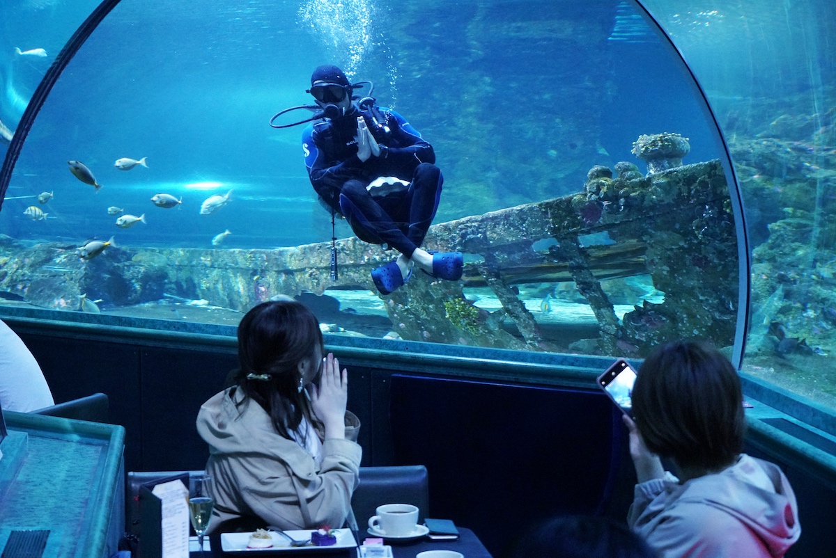 在 Under The Sea 用餐期間還會有工作人員潛水與你互動十分有趣。